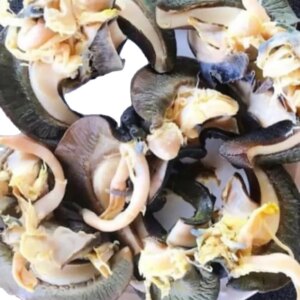 Fresh African Giant Snails/Processed Alive,Frozen,Dried ,Fresh Snails for Sale