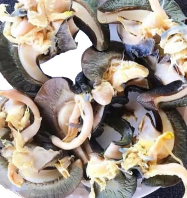 Fresh African Giant Snails/Processed Alive,Frozen,Dried ,Fresh Snails for Sale