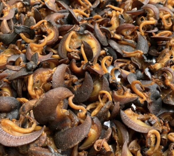 Frozen Snails Dried African Giant Land Snails Meat